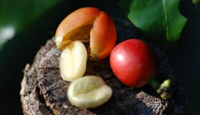Kaffeegeschichte und Kaffeehäuser - Kaffeegeschichte